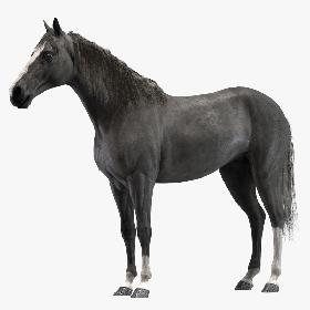 Horse (Black)